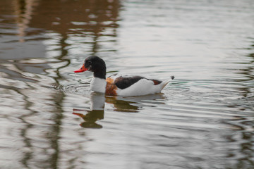 two ducks on the lake