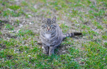 cat on grass