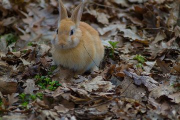 rabbit in the grass
