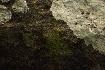 Green moss background