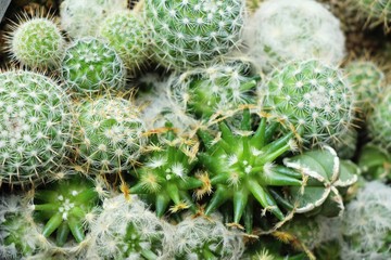 Beautiful small the cactus in the pot