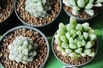 Beautiful small the cactus in the pot
