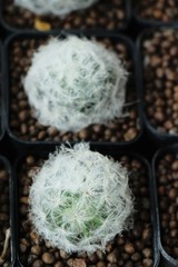 Beautiful small the cactus in the pot