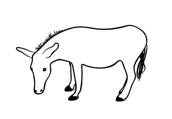 Vector illustration, isolated donkey in black and white colors, outline hand painted drawing