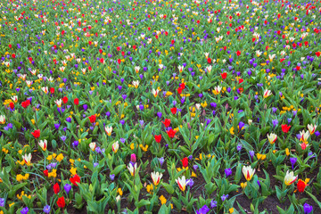 Colorful spring flower background.