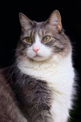 Formal Portrait of Cat