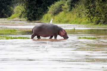 hippopotamus in the river