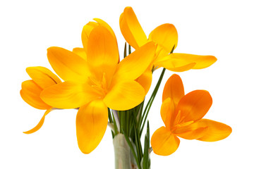 Yellow crocus spring flower