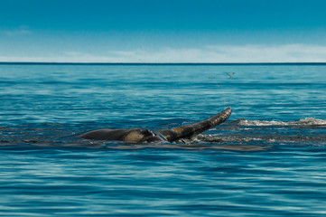 Fototapeta premium Southern right whale,pectoral fin, Puerto Madryn, Patagonia, Argentina