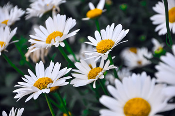 Many beautiful white with yellow daisies grow in the summer garden