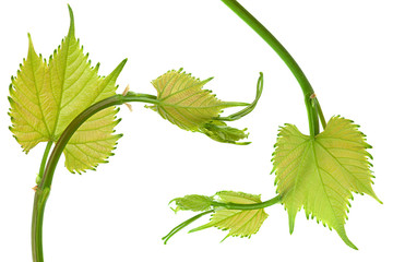 Grape fresh leaf closeup
