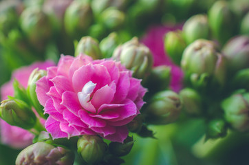 Pink flower of Kalanchoe flower in bloom