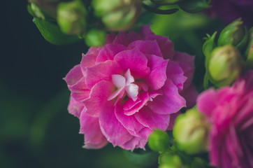 Pink flower of Kalanchoe flower in bloom