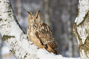 Eurasian eagle-owl