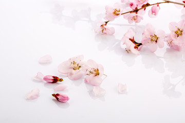 Beautiful peach flower petals on white background