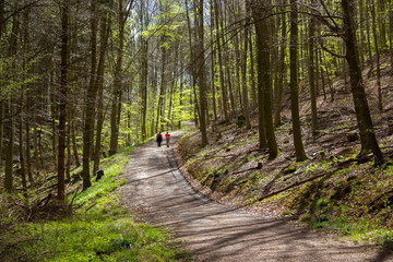 Fototapeta premium Spring Forest Hiking trail Rheinsteig in Siebengebirge Germany