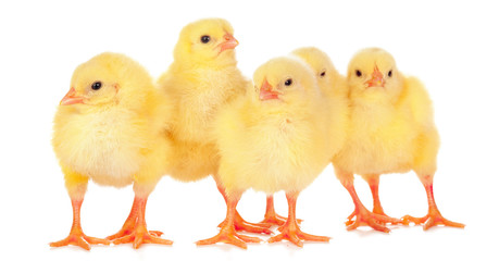 chicks in front of white background.
