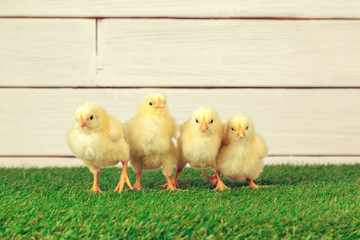 Little chicken on the grass