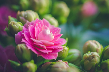 Pink flower of Kalanchoe flower in bloom