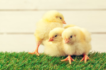 Little chicken on the grass