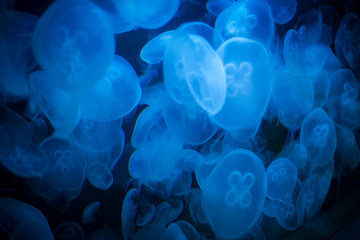 jellyfish background in blue transparent water