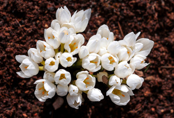 beautiful flowers in nature in the botanical garden