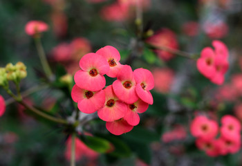 beautiful flowers in nature in the botanical garden
