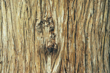 Tropical Tree Trunk Background. The Texture of the Bark of a Deciduous Tree