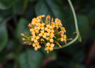 Beautiful nature background of vertical garden with green leaf