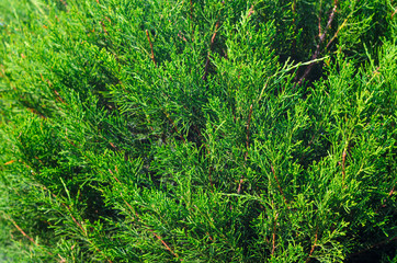 Fototapeta premium Thuja Coniferous Plant Texture. Green Floral Blank Background