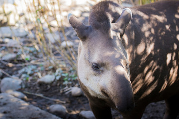 Fototapeta premium Baird's tapir (tapirus bairdii).