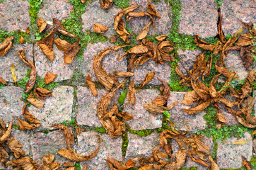 Fallen Leaves on Granite Cobblestone Pavement. Red Brown Natural Stone Chopped Cobbles Background.
