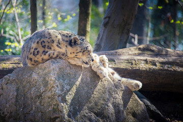 Snow leopard sleeping on a rock.