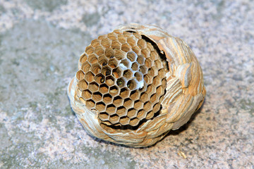 Honeycomb in the wild