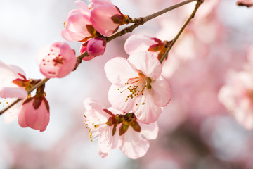 Fototapeta na wymiar Close-up of pink peach flowers 