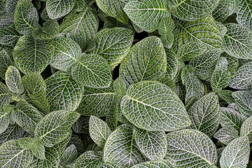 Beautiful nature background of vertical garden with green leaf