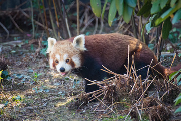 Red panda portrait