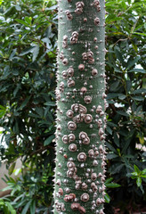 Beautiful nature background of vertical garden with green leaf