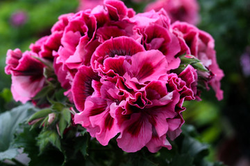 beautiful flowers in nature in the botanical garden