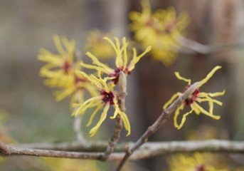 Frühlingsblüten
