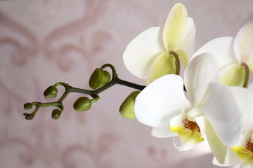 Naklejka na ściany i meble Blooming orchid branch close up with copy space. Flowers white orchids on a gentle pink background with selective focus. Half-blooming branch of white orchid, unopened buds.