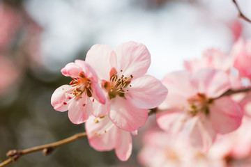 Fototapeta premium Close-up of pink peach flowers 