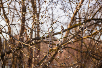 Fototapeta na wymiar Willow branches with buds in early spring, selective focus, pussy, catkins, spring background.