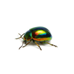 Green beetle isolated on white