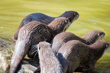 A group of Asian small-clawed otters.