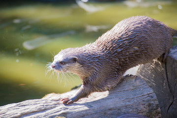 An adult of Asian small-clawed otter.