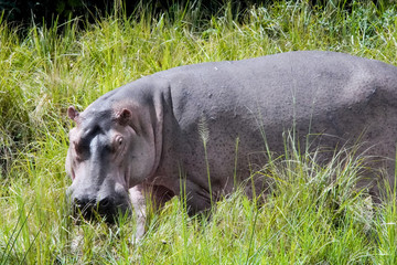 hippopotamus in the river