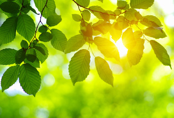  Green leaves on the sun.