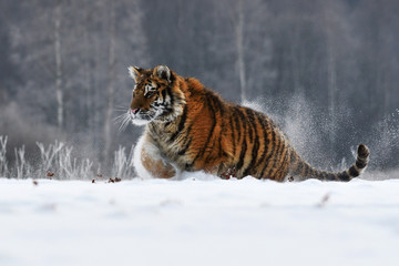 Siberian tiger running