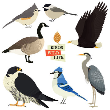 Birds collection Vector illustration Isolated objects